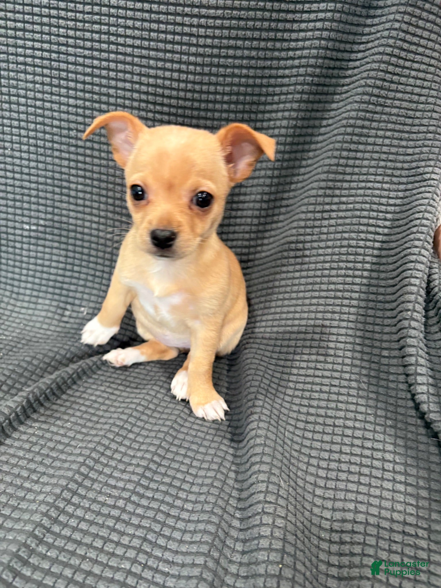 Chihuahua dogs Daisy  - Ad 2