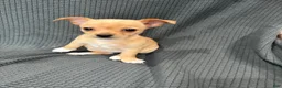 Chihuahua dogs for sale: Daisy  - Ad 2
