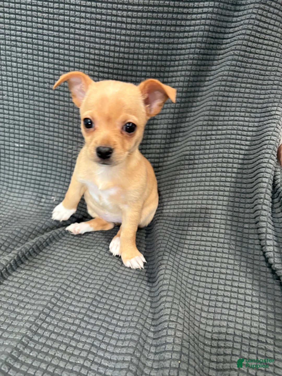 Chihuahua dogs for sale: Daisy  - Ad 2