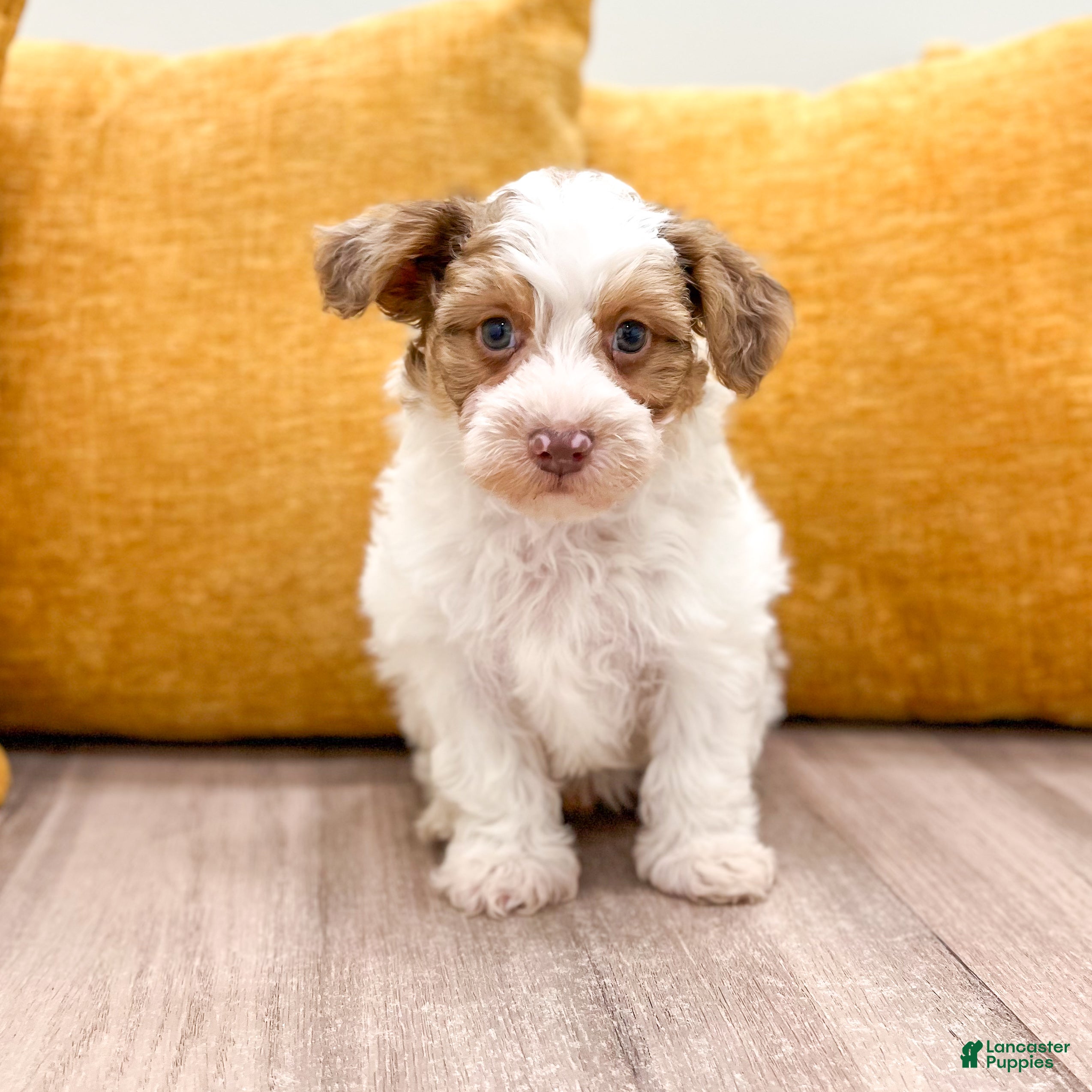 Yorkiepoo dogs Chico - Ad 1