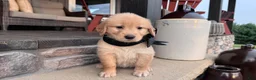 Golden Retriever dogs for sale: AKC Miss Bella - Ad 2