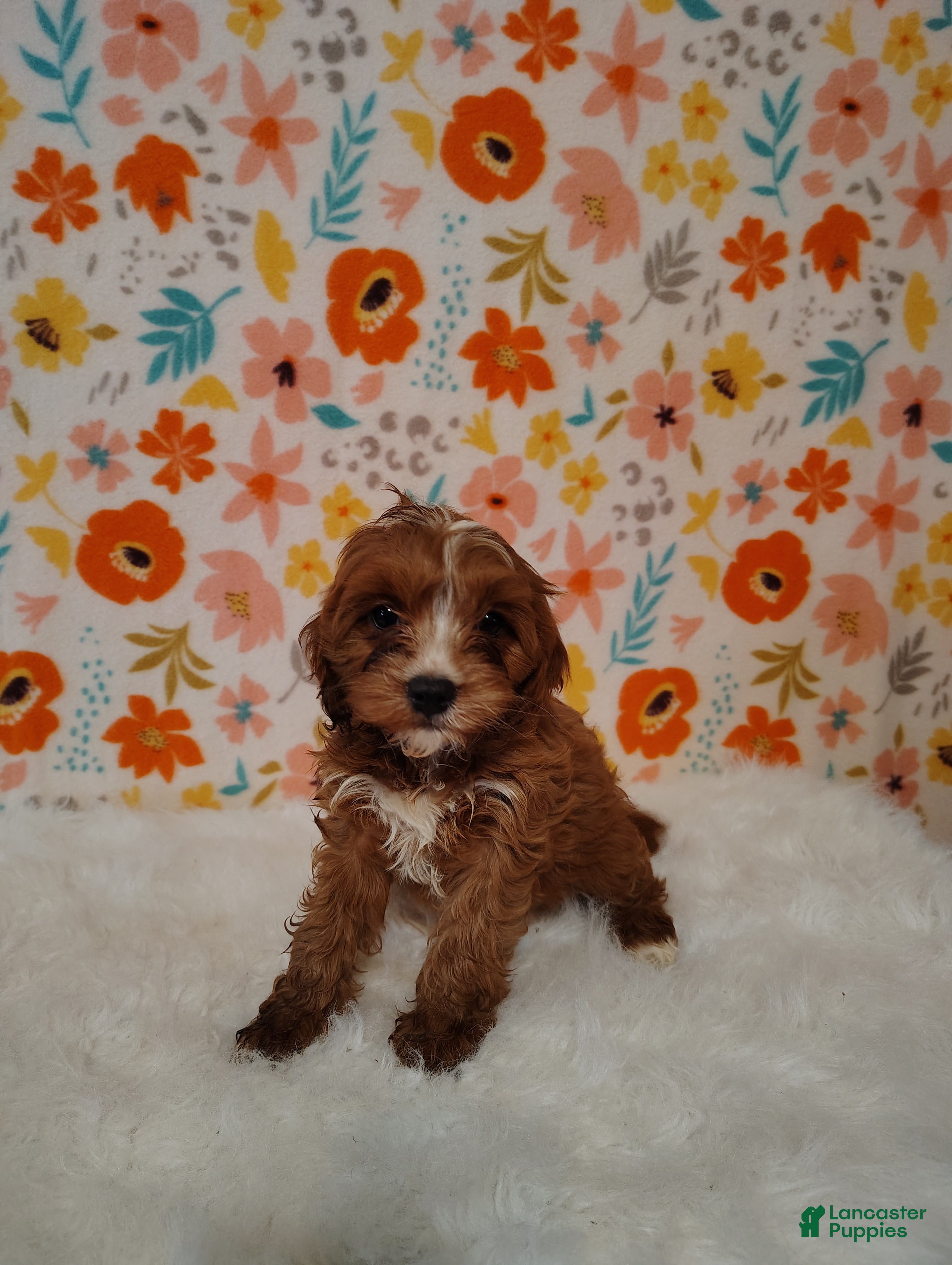 Cavapoo dogs Ginger - Ad 1