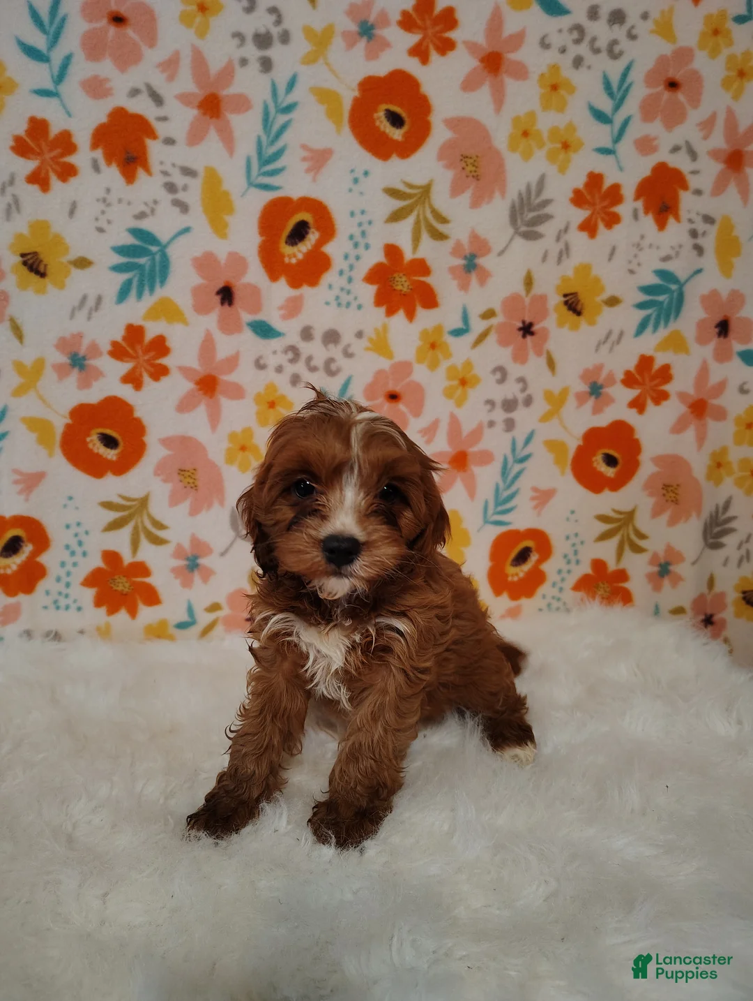 Cavapoo dogs for sale: Ginger - Ad 1
