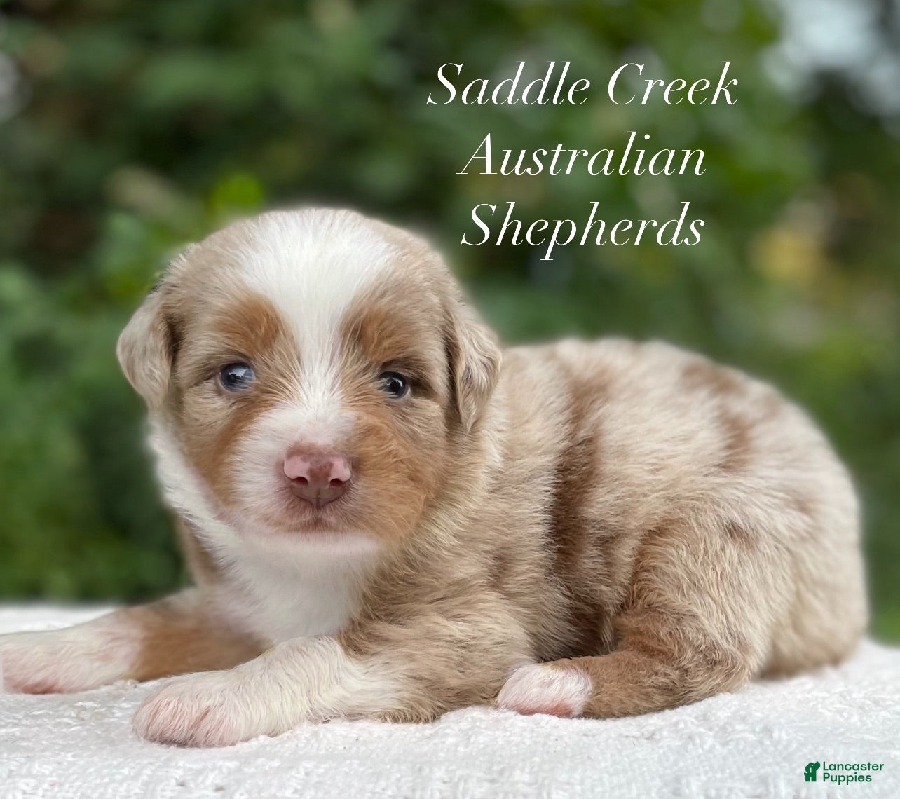 Australian Shepherd dogs Australian Shepherd 2 - Ad 1
