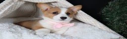 Welsh Corgi Pembroke dogs for sale: Honey - Ad 26