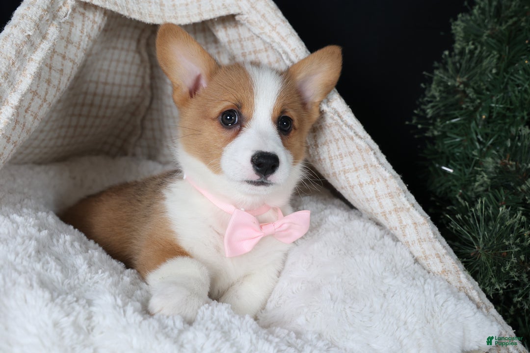 Welsh Corgi Pembroke dogs for sale: Honey - Ad 26