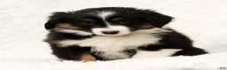 Australian Shepherd dogs for sale: Remmi - Ad 6