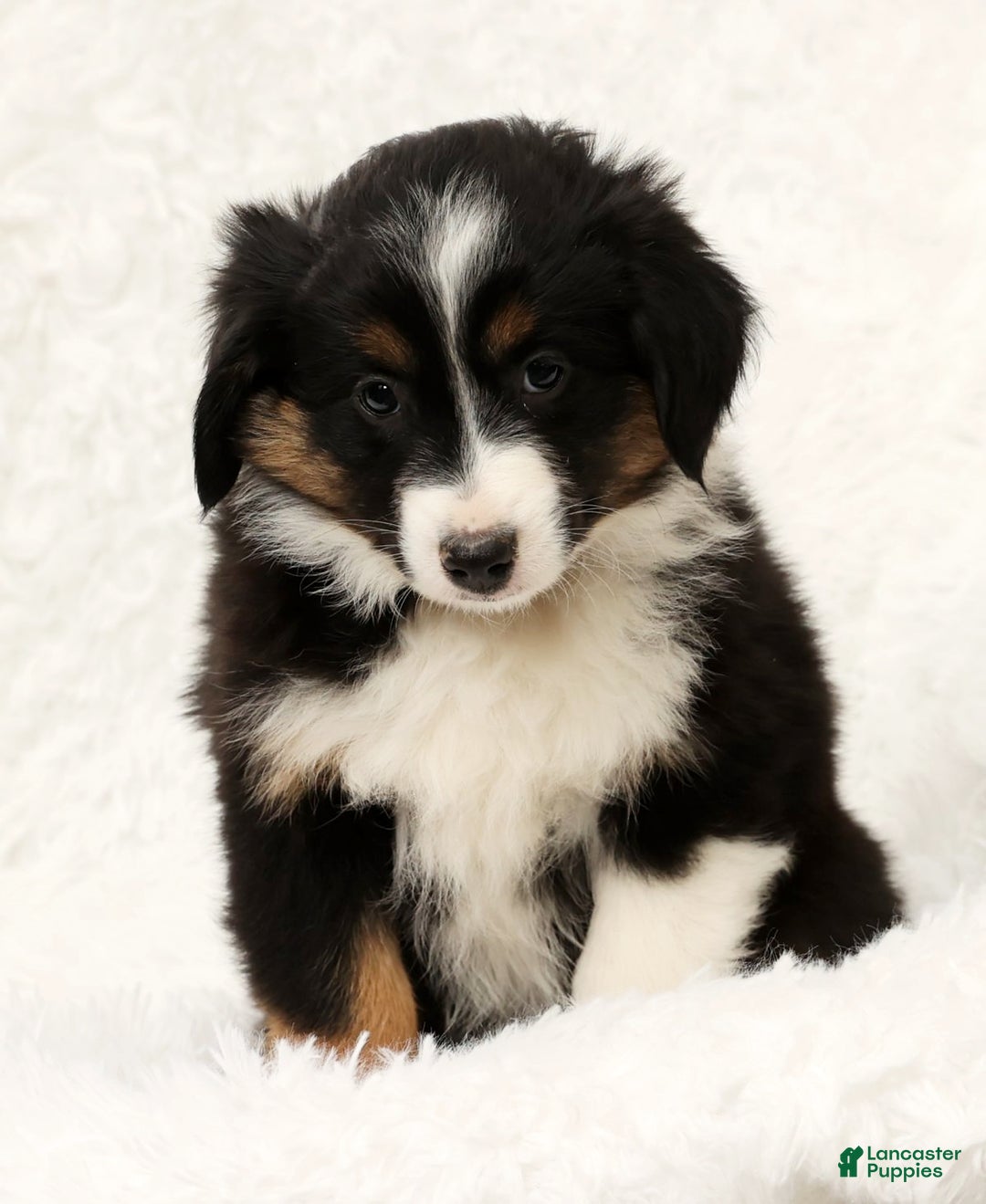 Australian Shepherd dogs for sale: Remmi - Ad 6