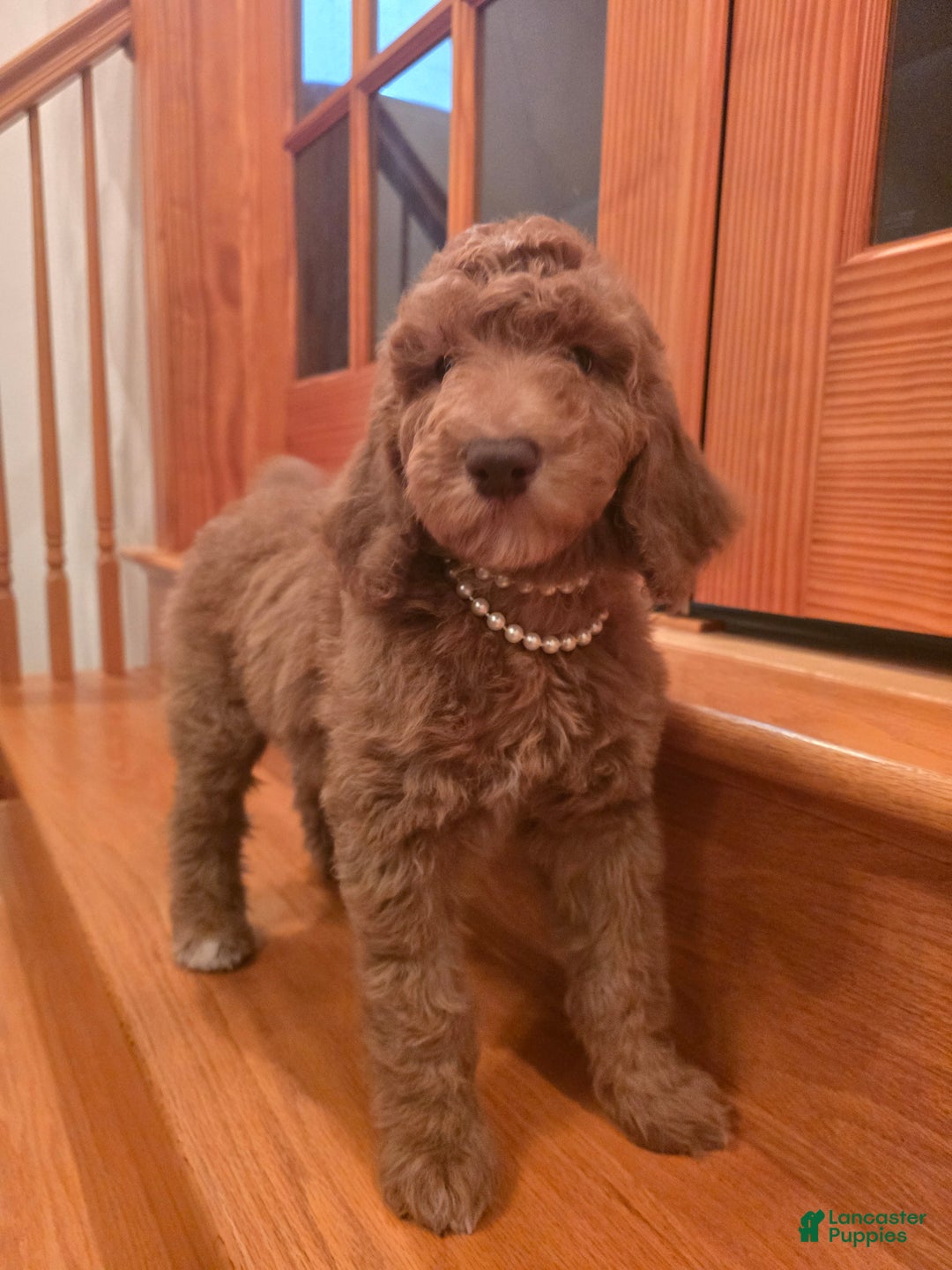 Standard Poodle dogs for sale: Holly - Ad 1