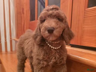 Standard Poodle dogs Holly - Ad 36