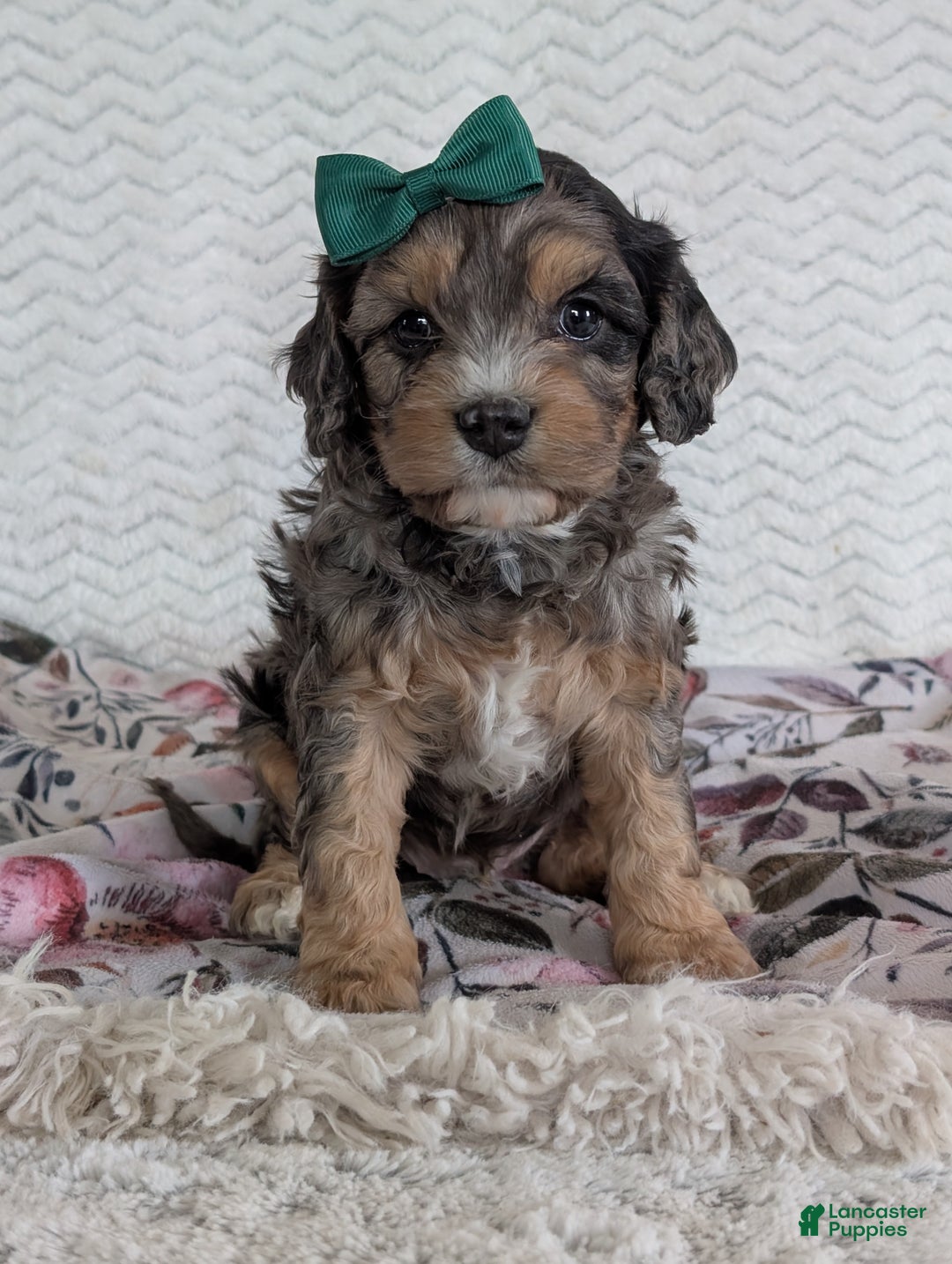 Cavapoo dogs for sale: Zeke - Ad 17