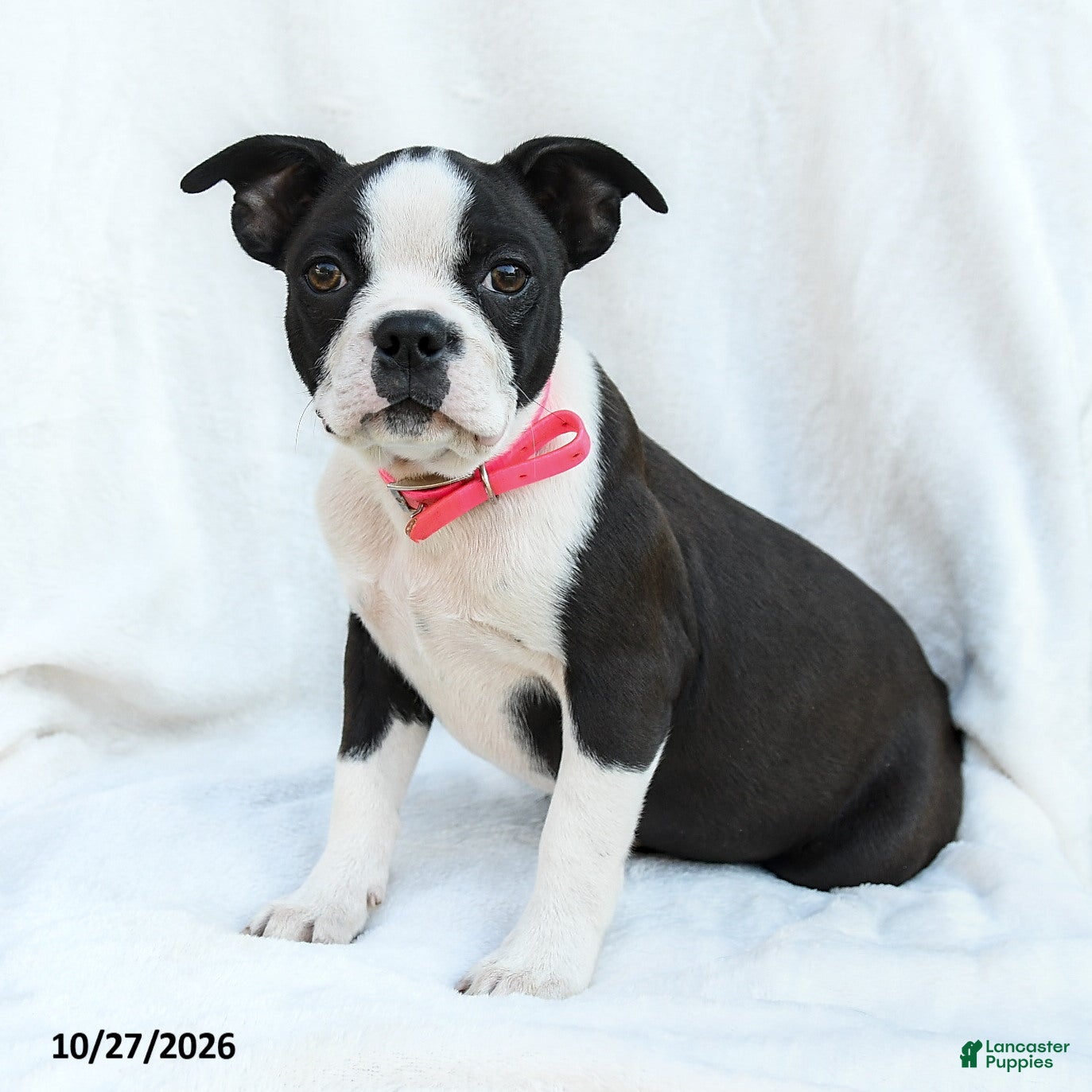 Boston Terrier dogs for sale: Chip - Ad 1