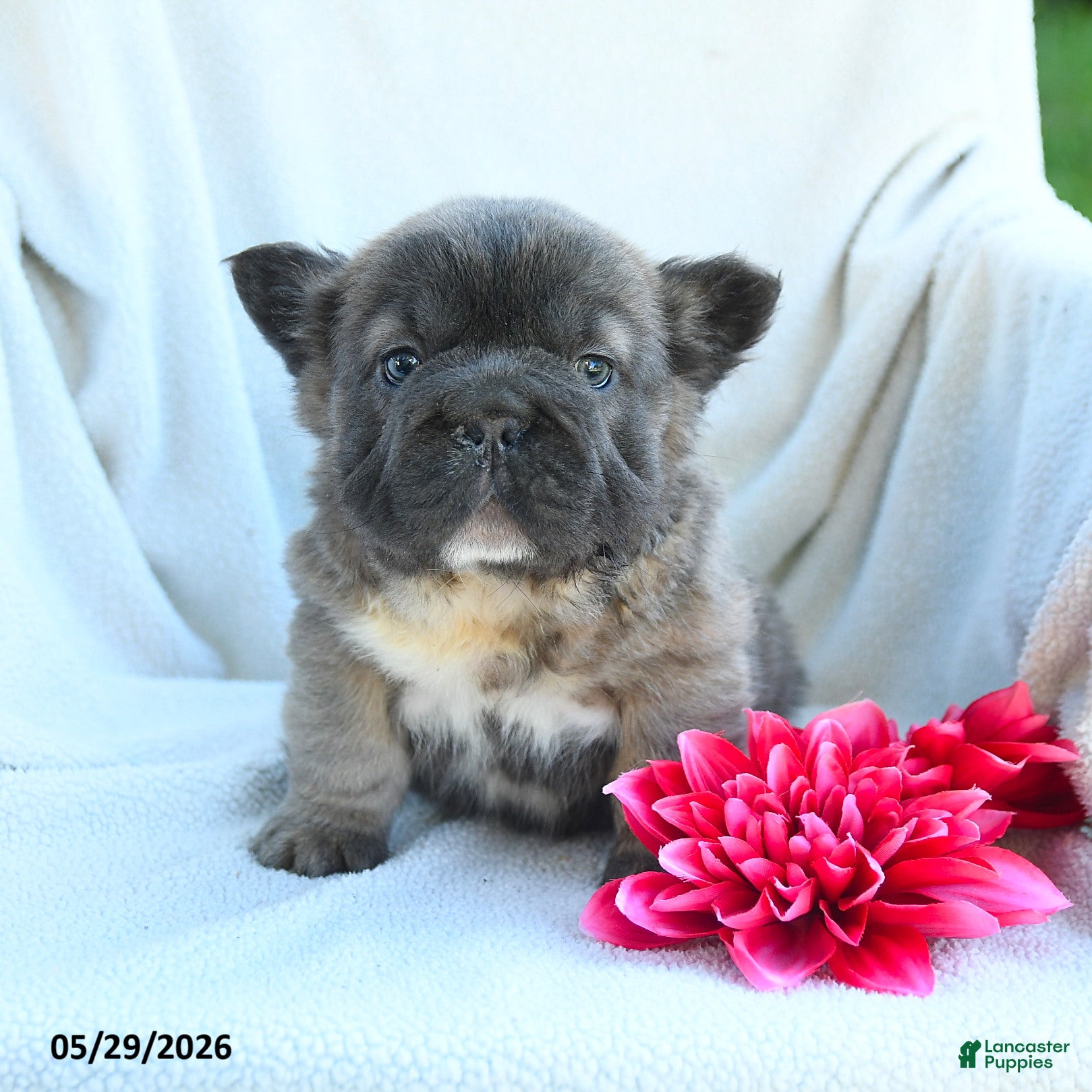 French Bulldog dogs Gretchen - Ad 2