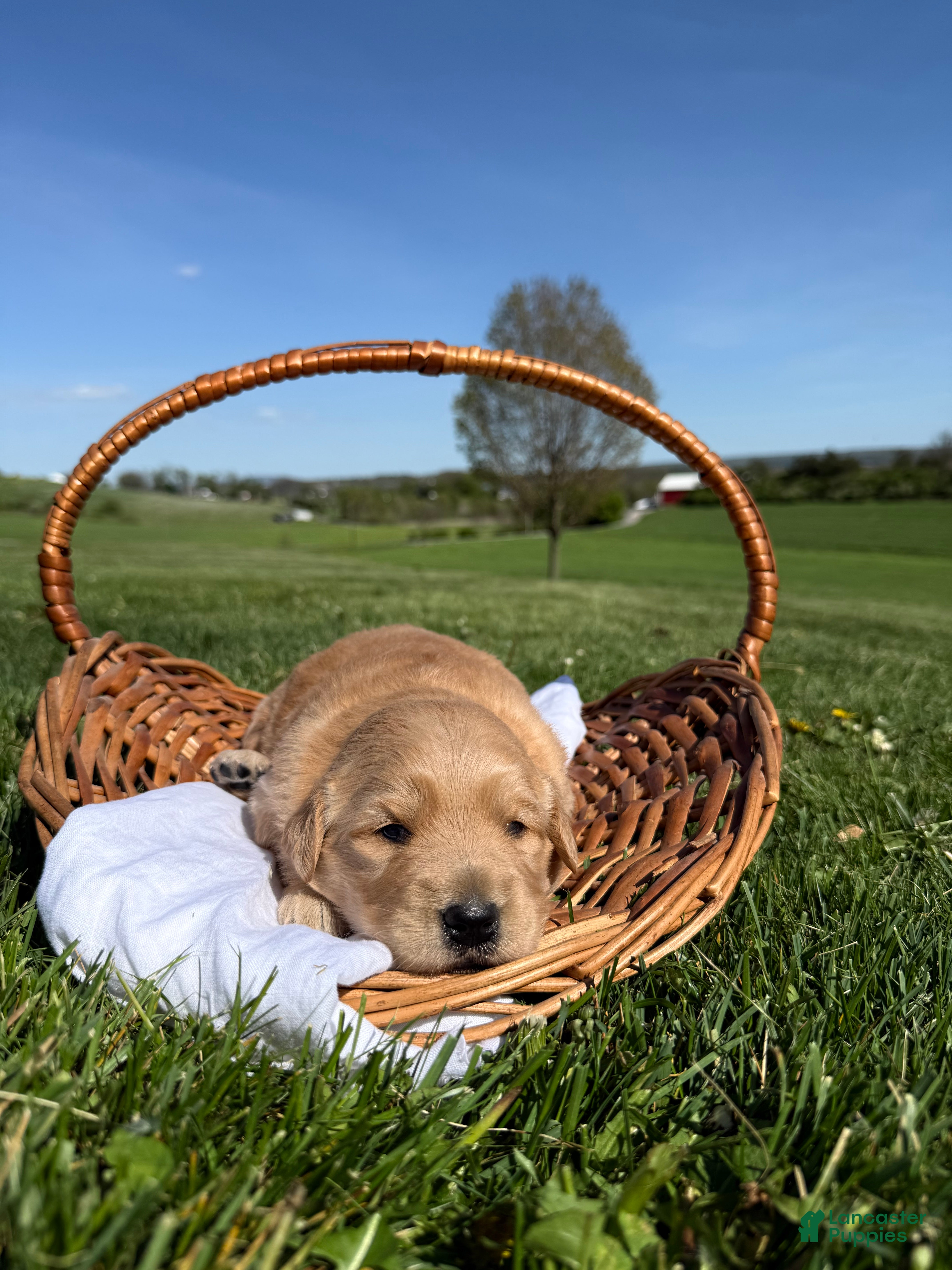 Golden Shepherd dogs Harper - Ad 2