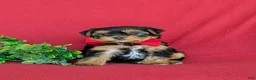 Shorkie dogs for sale: MacDuff Hypoallergenic - Ad 1