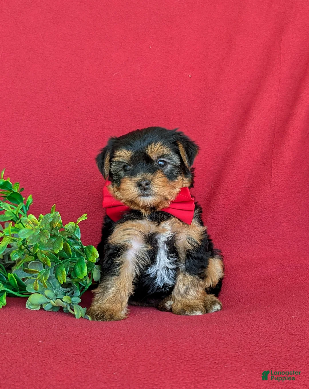 Shorkie dogs for sale: MacDuff Hypoallergenic - Ad 1