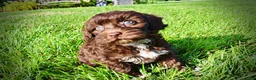 Havapoo dogs for sale: Cookie - Ad 18