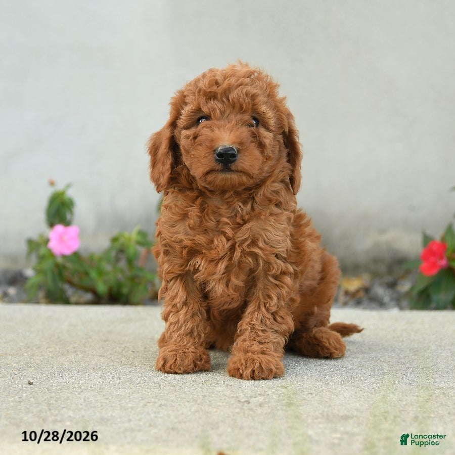 Goldendoodle dogs for sale: Cheeto - Ad 1