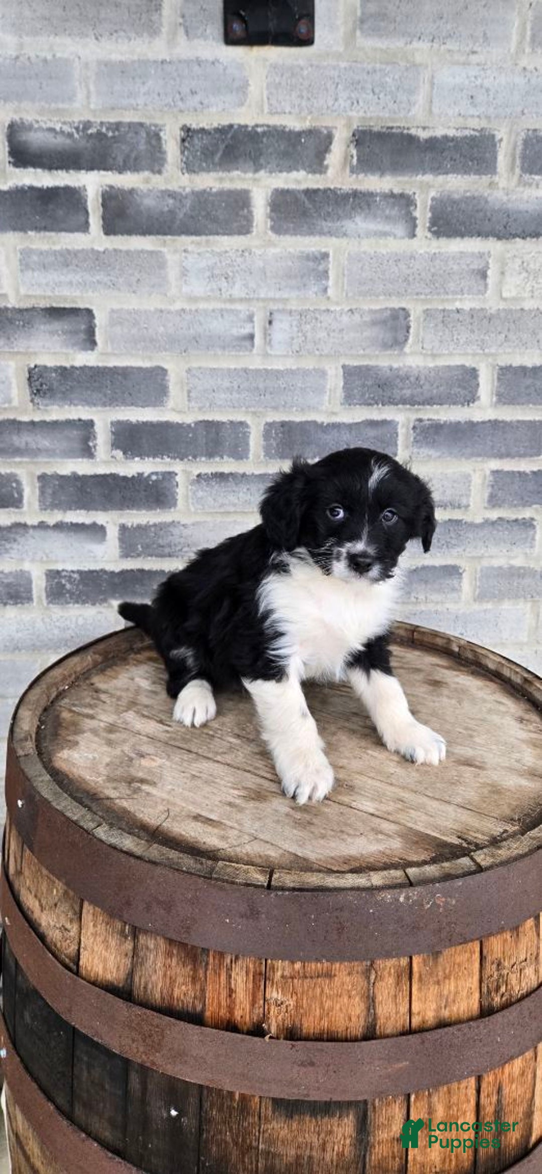 Mini Aussiedoodle dogs for sale: Finn – Male - Ad 5