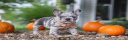French Bulldog dogs for sale: Hope - Ad 7
