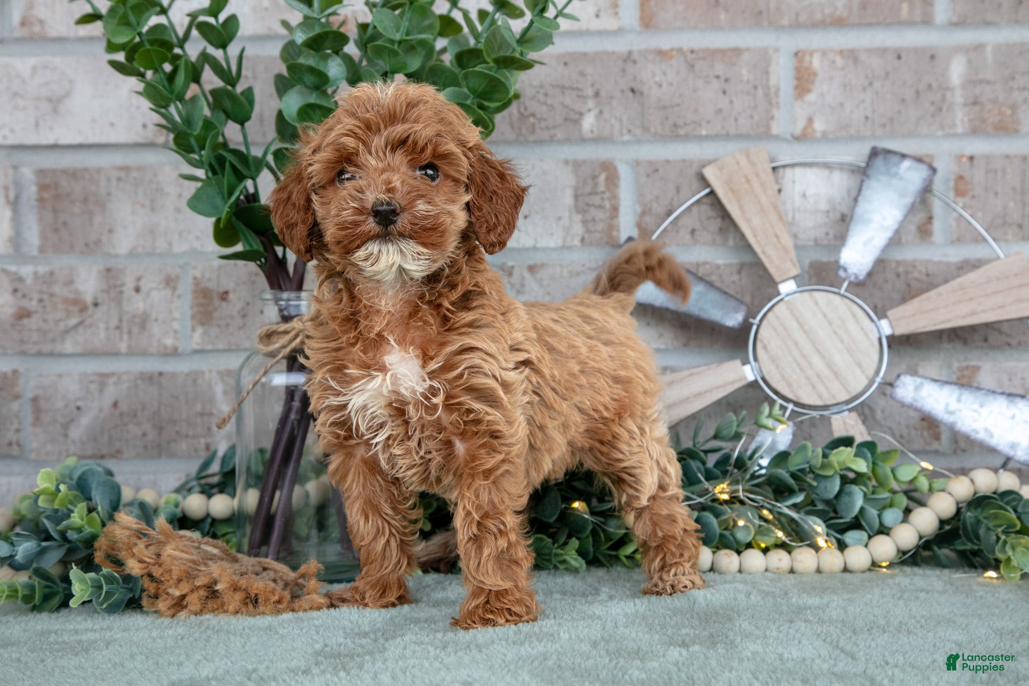 Mini Goldendoodle dogs Peony - Ad 2