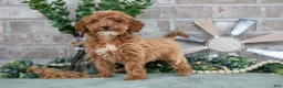 Mini Goldendoodle dogs for sale: Peony - Ad 2