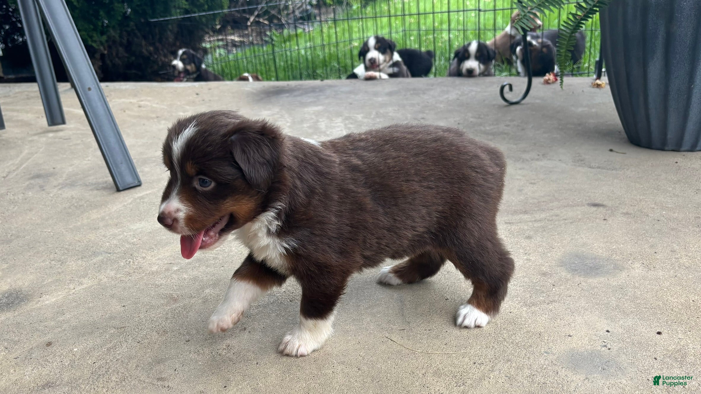 Miniature Australian Shepherd dogs #3 Red Tri Female - Ad 32