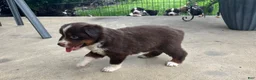 Miniature Australian Shepherd dogs for sale: #3 Red Tri Female - Ad 4
