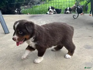 Miniature Australian Shepherd dogs #3 Red Tri Female - Ad 32
