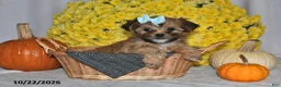 Shorkie dogs for sale: Victoria - Ad 5