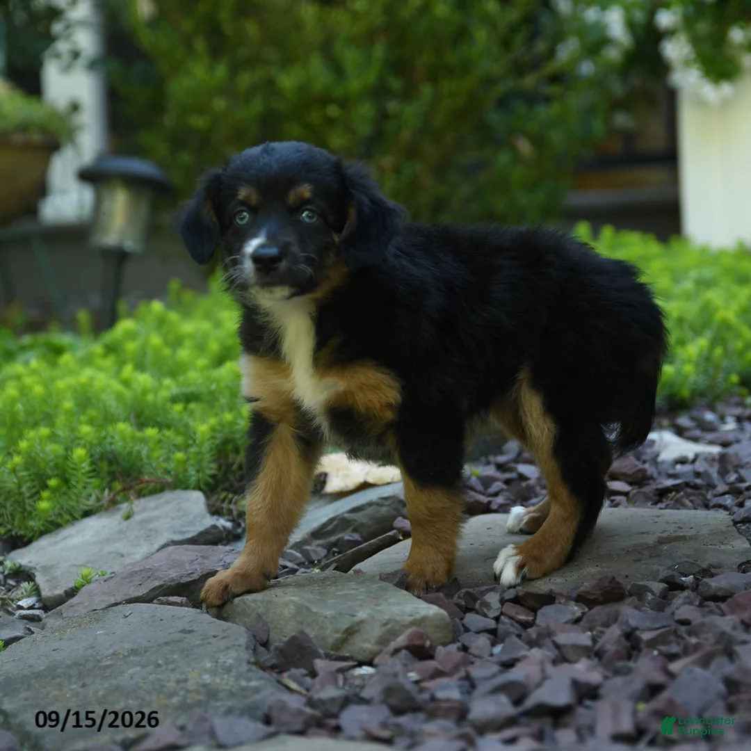 Aussiedoodle dogs for sale: Pumpkin - Ad 3