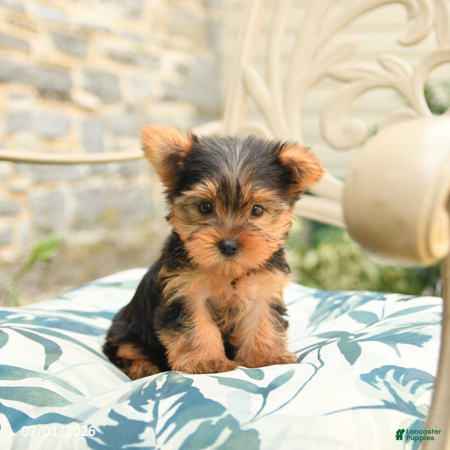 Yorkshire Terrier dogs for sale: Buddy - Ad 1