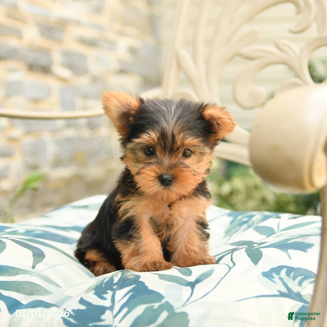Yorkshire Terrier dogs for sale: Buddy - Ad 1