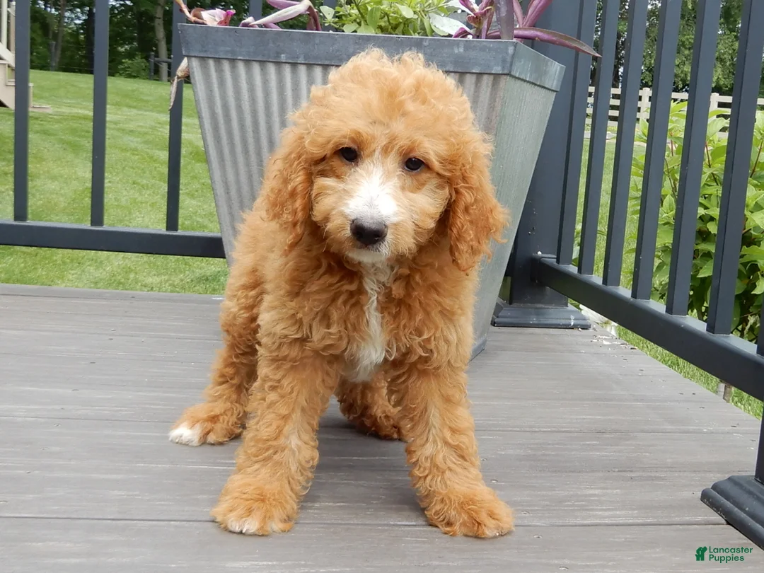 Mini Goldendoodle dogs for sale: Douglas - Ad 1