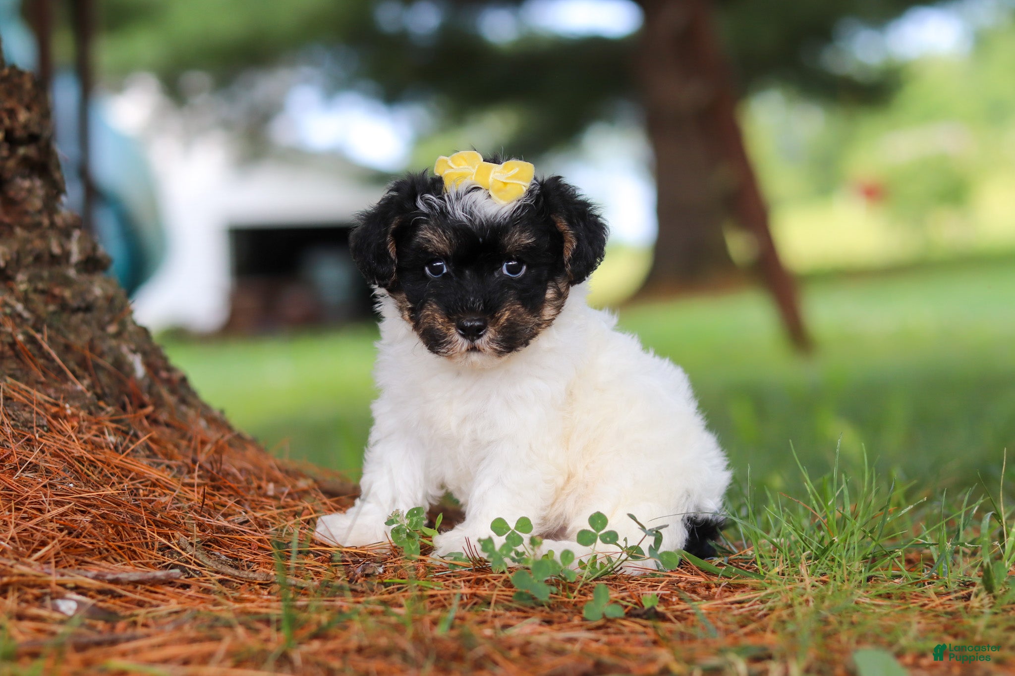 Yorkiepoo dogs Callie - Ad 2