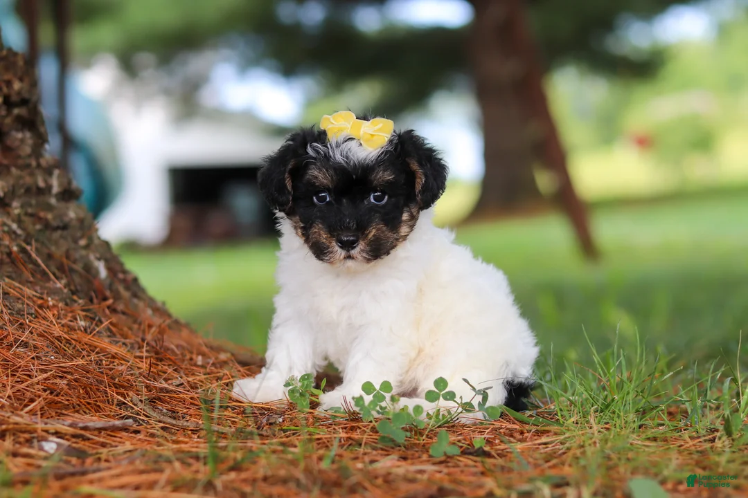 Yorkiepoo dogs for sale: Callie - Ad 2