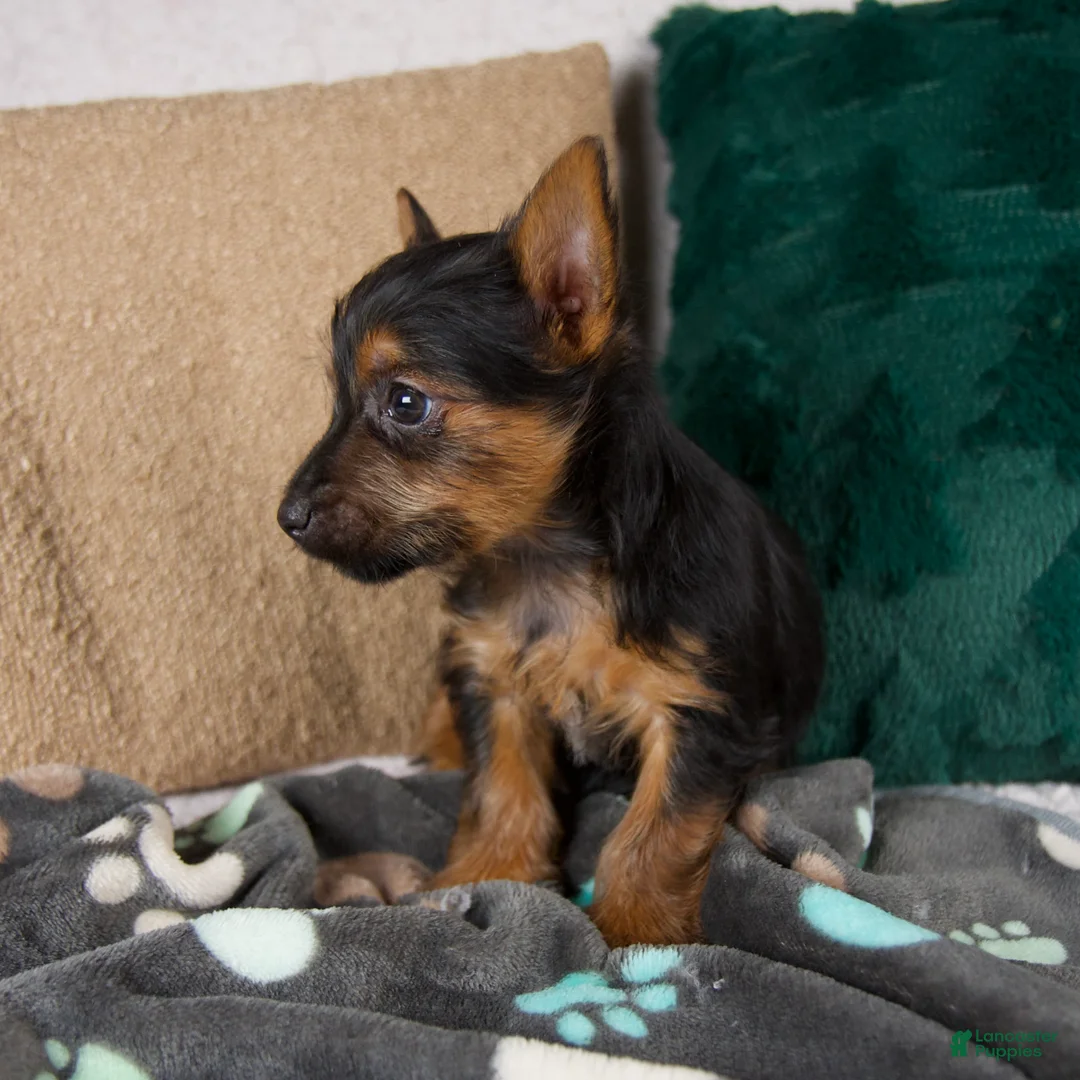 Yorkshire Terrier dogs for sale: Grace - Ad 3