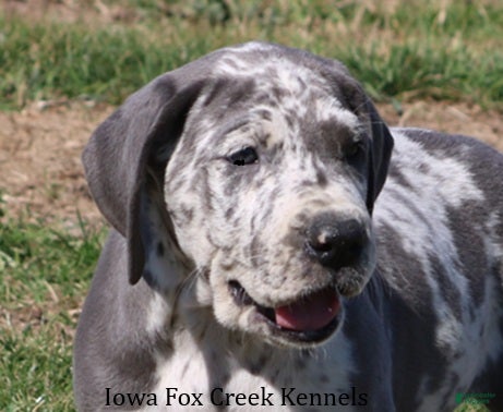 Great Dane dogs Scout - Ad 5