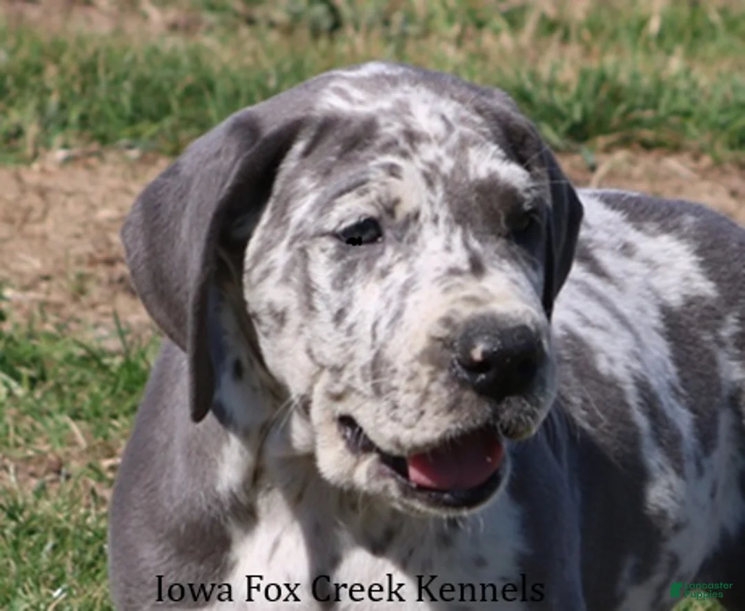 Great Dane dogs for sale: Scout - Ad 1