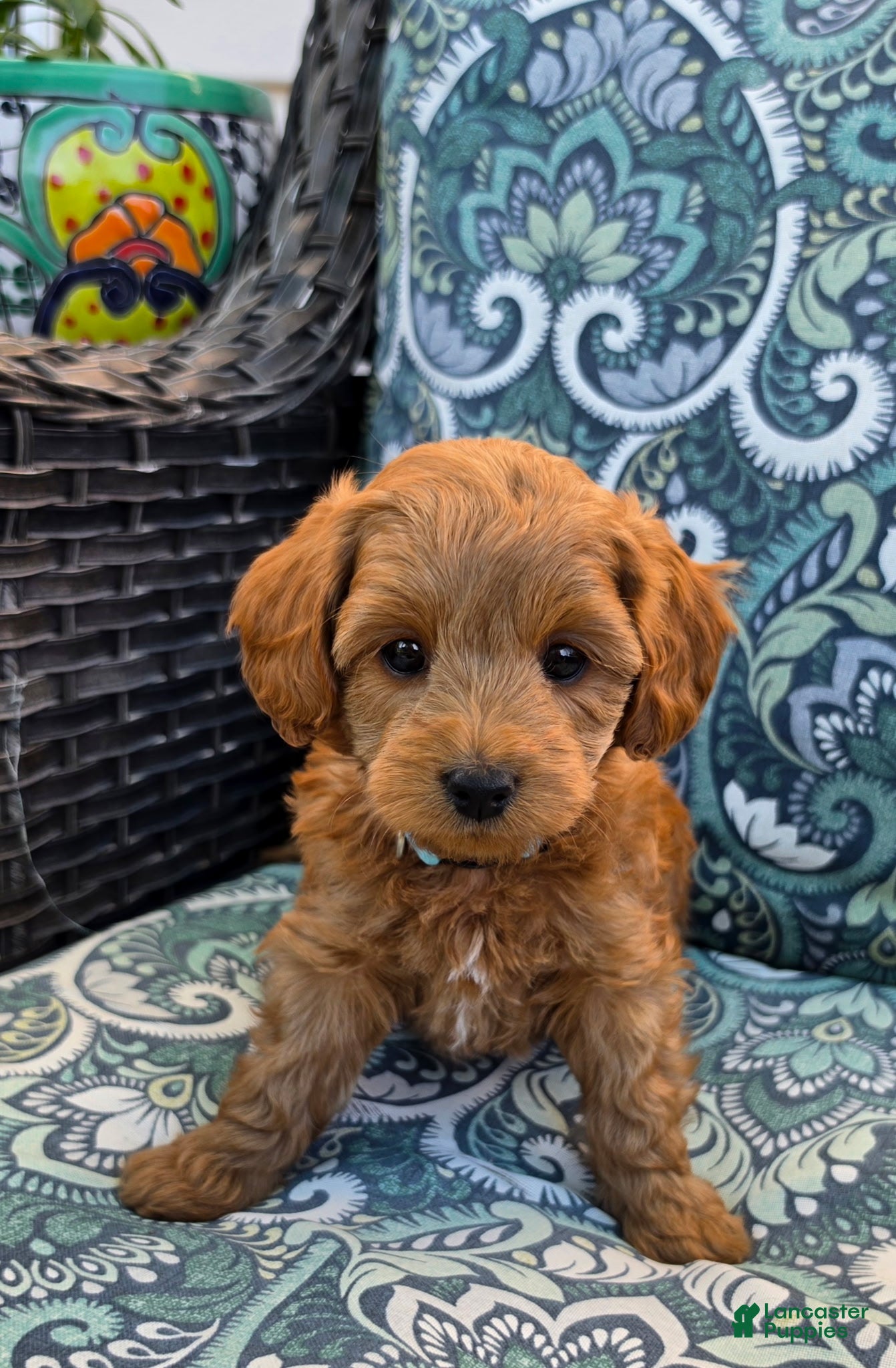 Mini Goldendoodle dogs Gemini - Female  - Ad 1
