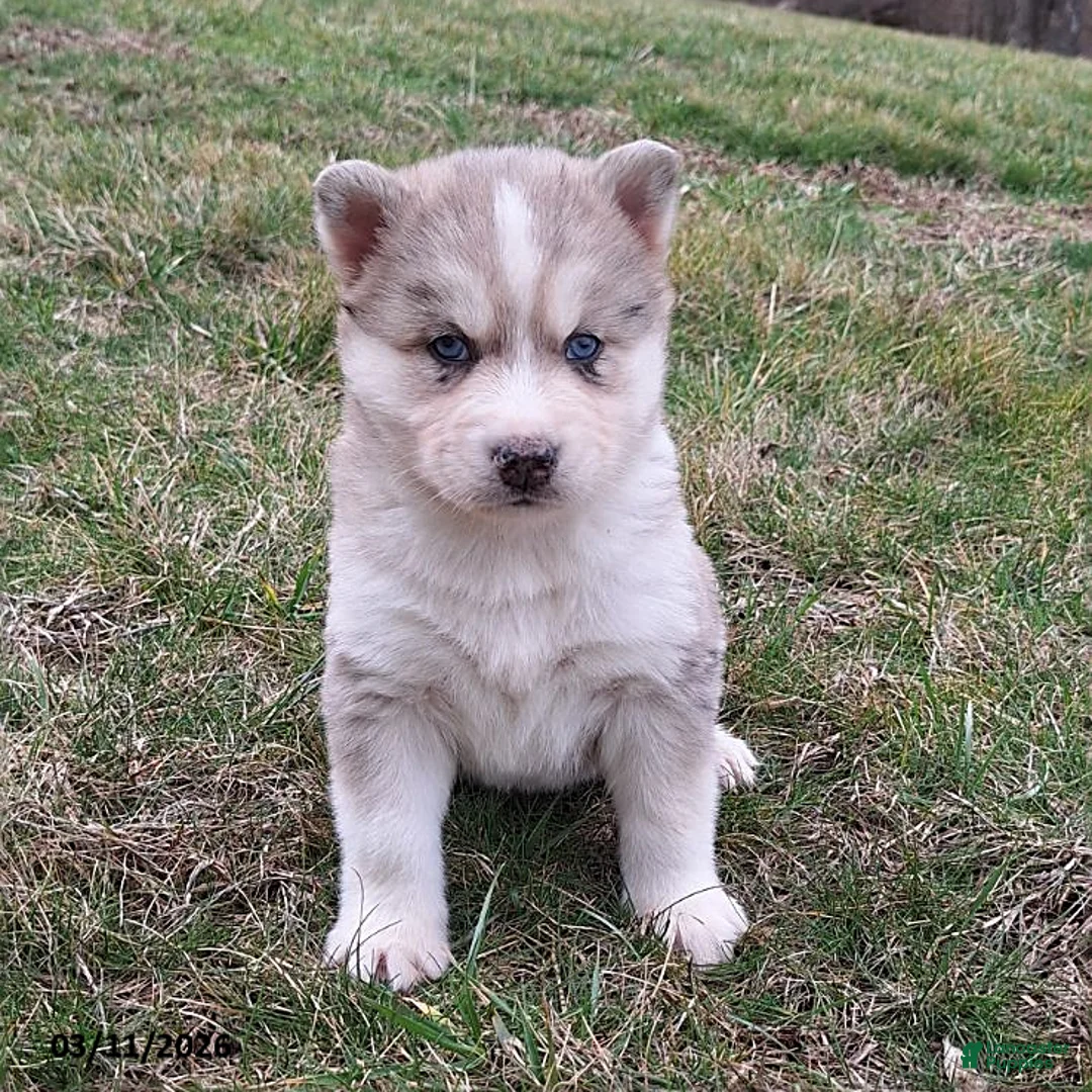 Gerberian Shepsky dogs for sale: Thor - Ad 2