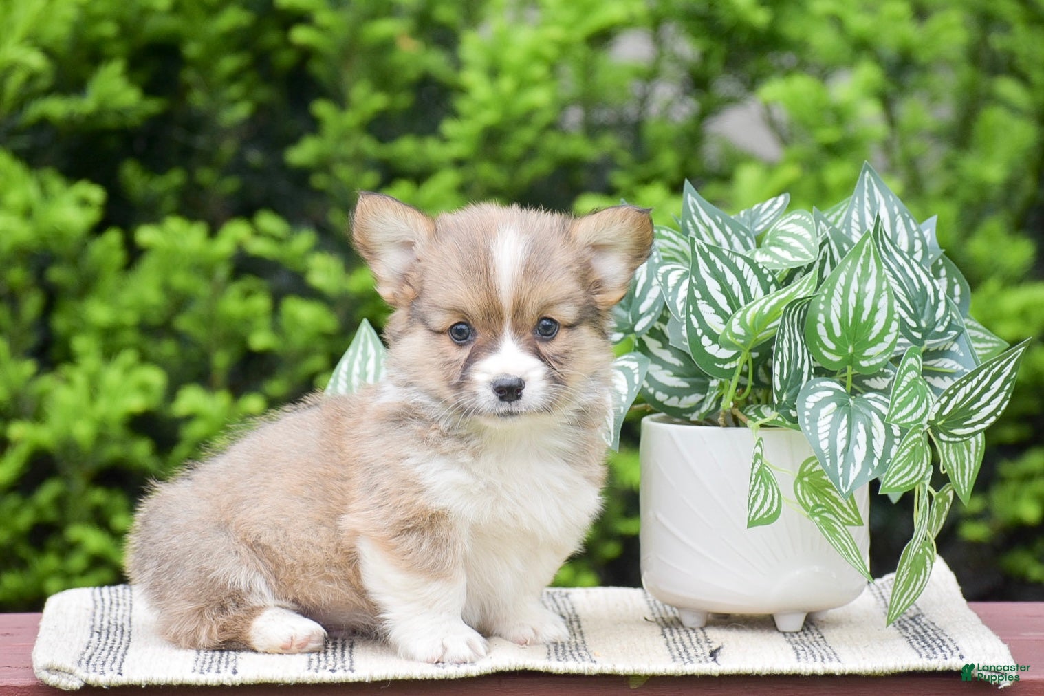Welsh Corgi Pembroke dogs for sale: Fletcher - Ad 2