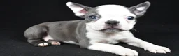 Boston Terrier dogs for sale: Bo - Ad 2