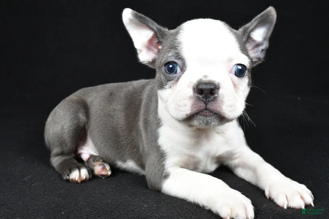 Boston Terrier dogs for sale: Bo - Ad 2