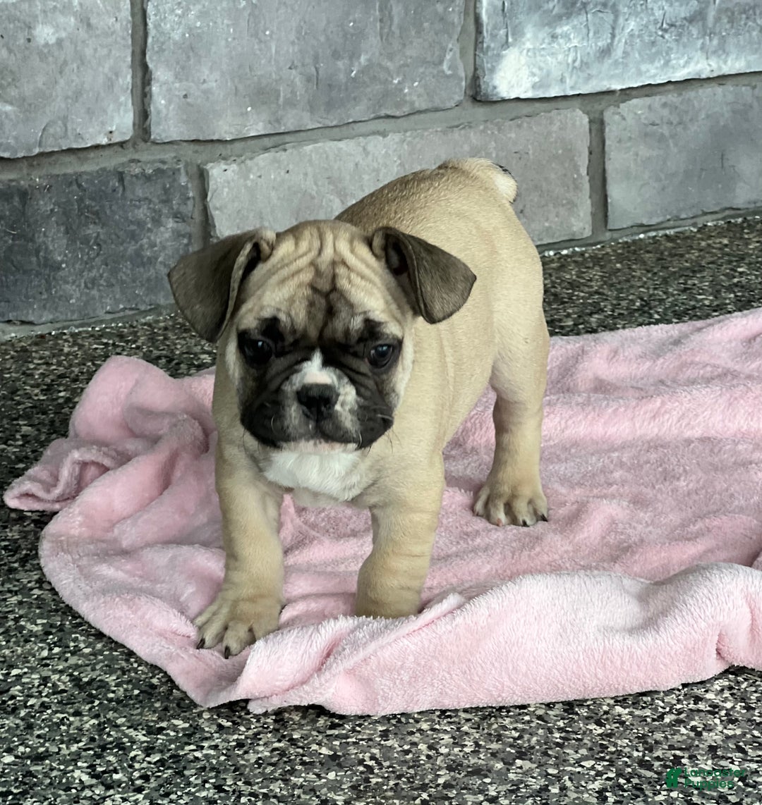 French Bulldog dogs for sale: Niko - Ad 1