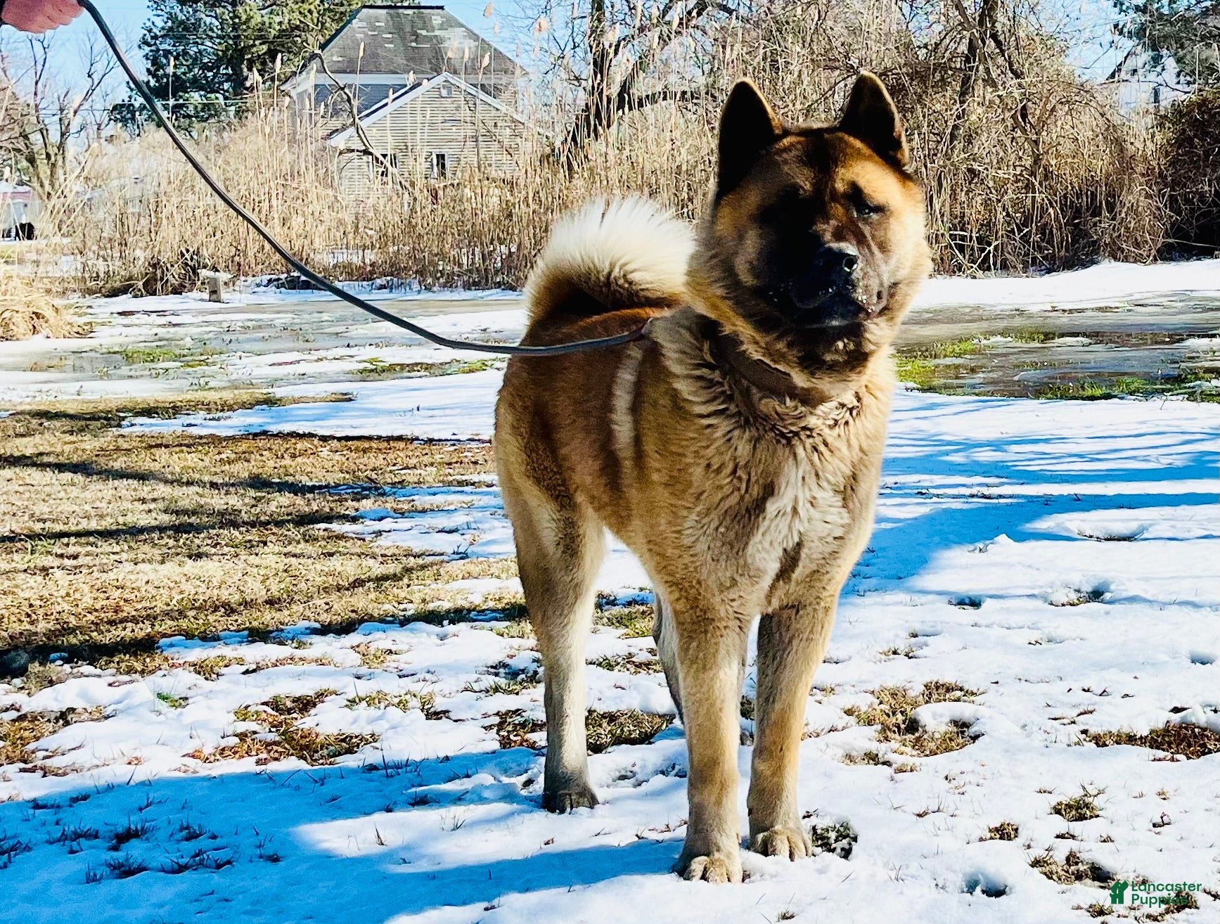 Akita dogs Cowboy  - Ad 2