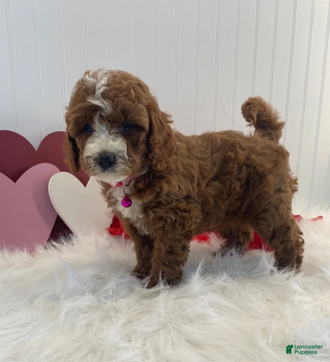 Cavapoo dogs for sale: Daisy - Ad 3