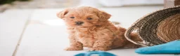 Shihpoo dogs for sale: Boone - Ad 7