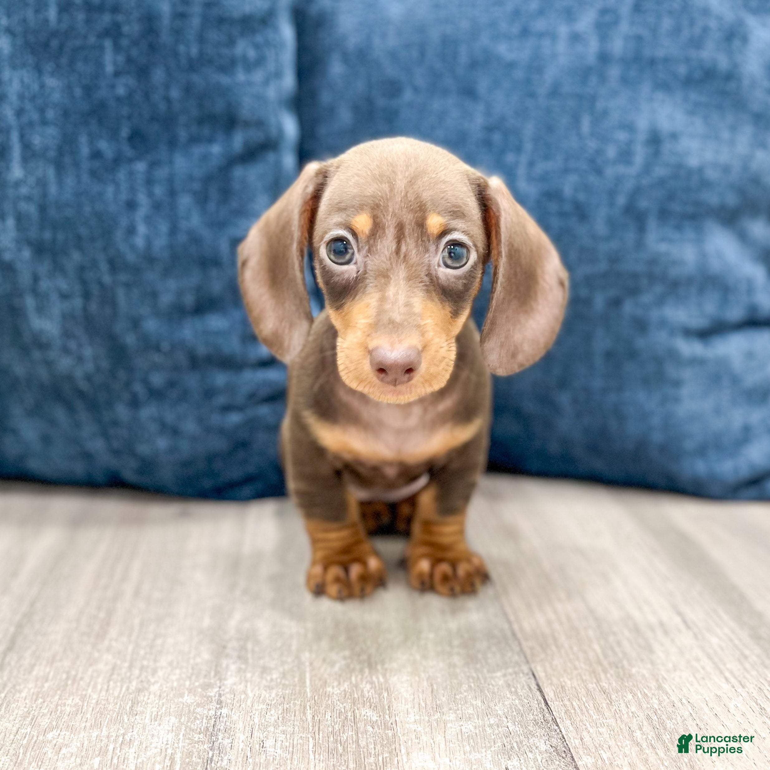 Miniature Dachshund dogs Dixie - Ad 1