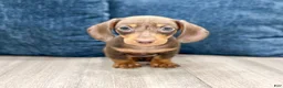 Miniature Dachshund dogs for sale: Dixie - Ad 1